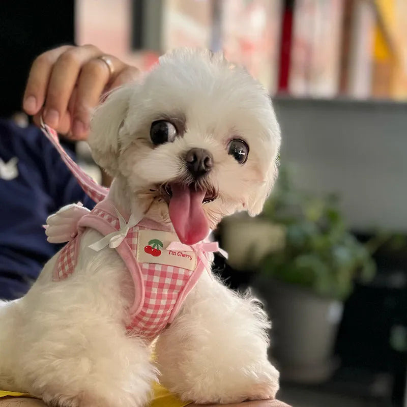 Small dog wearing pink cotton chest-back harness with hand holding rope attached