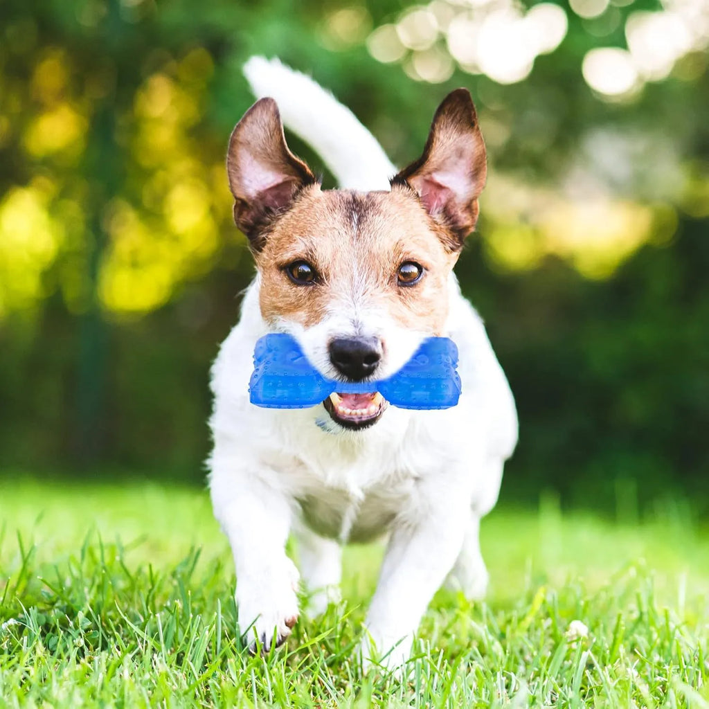 Freezable dog chew toy in bone and circle shapes with a treat slot, shown frozen.