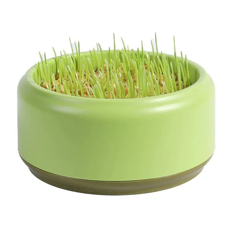 Hydroponic cat grass growing kit with seeds and blue, green, or yellow cup for soilless indoor cultivation