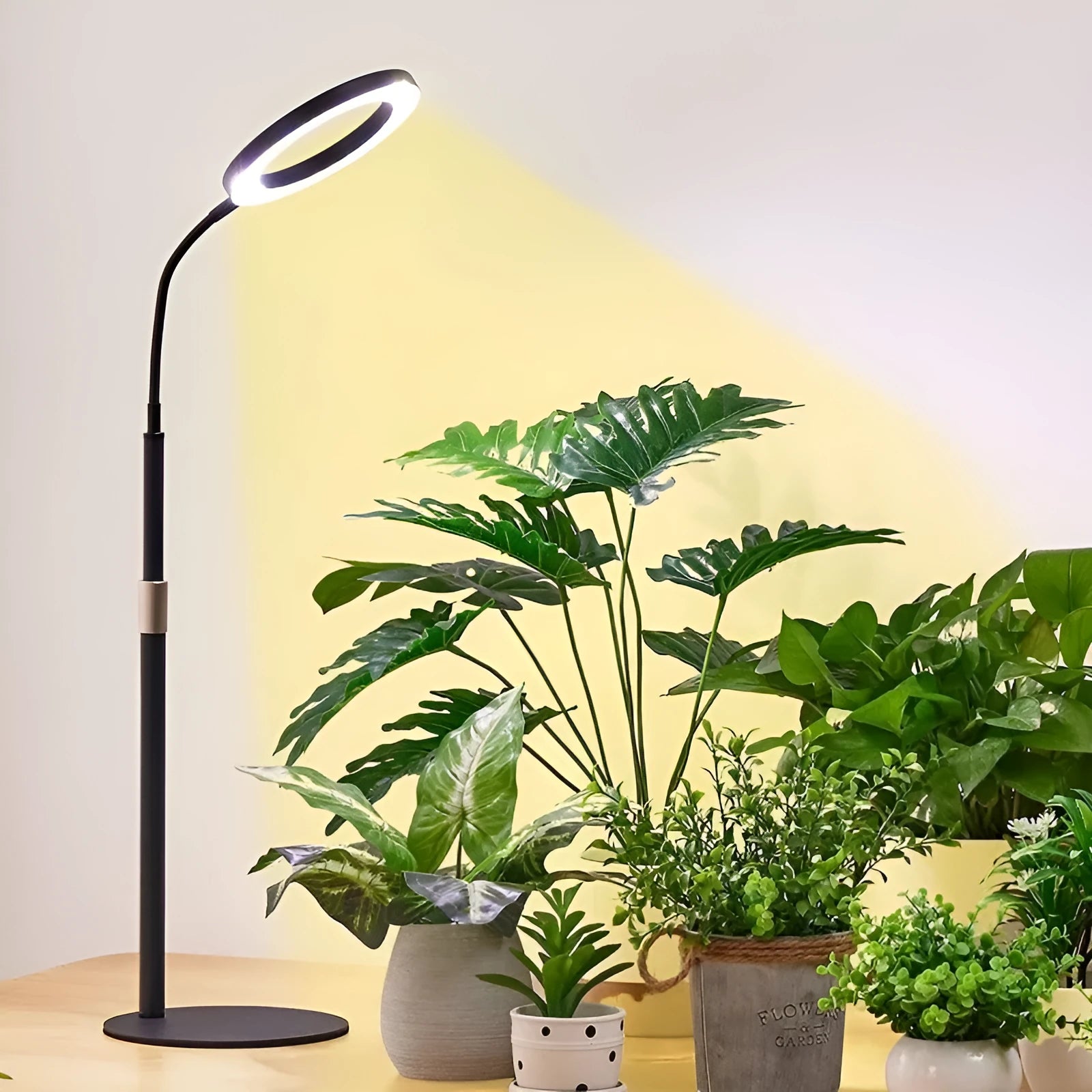 A white 6-inch angel ring LED grow light on a tall, thin adjustable floor stand, positioned next to indoor houseplants.