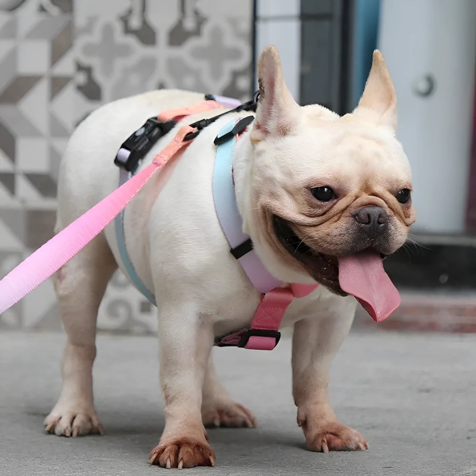 Gradient colour dog chest and back harness made from polyester fabric.
