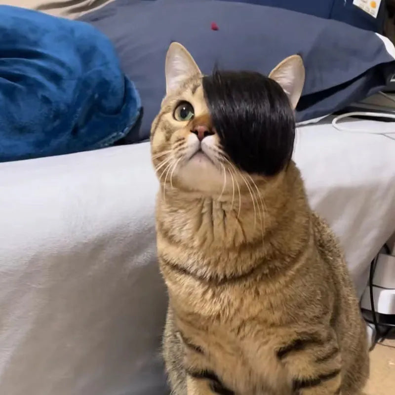 Black cat wig with imitation braid styling for fox costume dress up