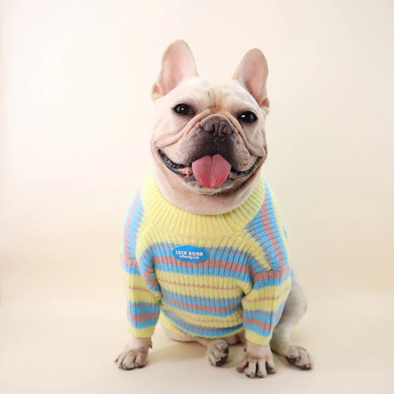 Blue and yellow striped wool dog jumper for small breeds shown in casual style