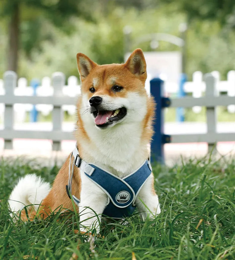 Adjustable dog harness in breathable mesh fabric with metal D-ring and attached leash.
