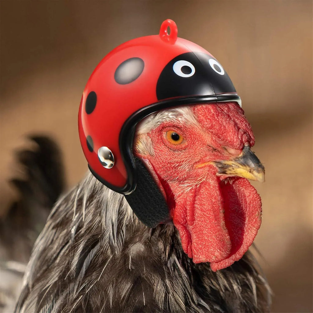 Small adjustable plastic helmet for chickens and birds with elastic bands and sponge lining
