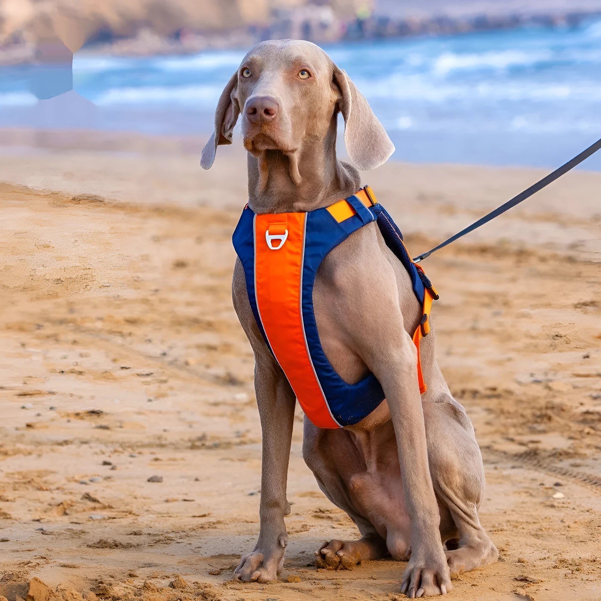 Nylon dog chest strap vest harness in orange blue colour with single chest back design