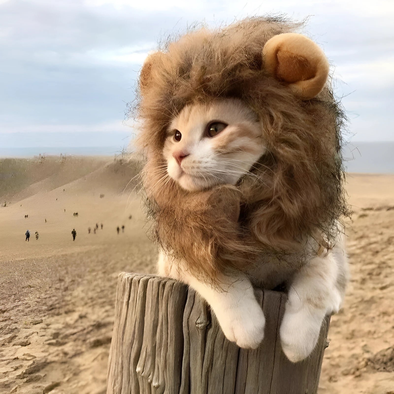Adjustable lion mane pet wig with elastic band and plush ears for cats and small dogs