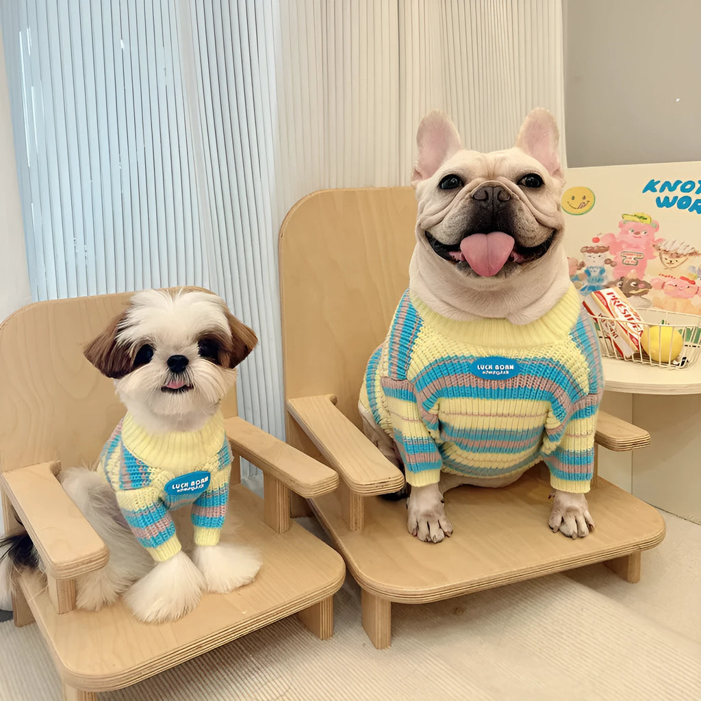 Blue and yellow striped wool dog jumper for small breeds shown in casual style