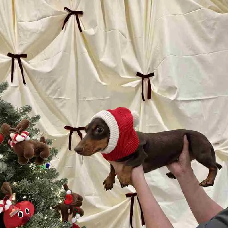 Warm plush dachshund hat in Red Riding Hood style with matching scarf on a dog