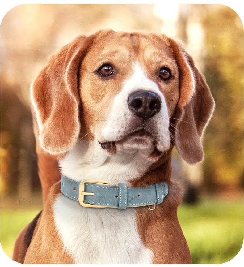 Double-layer leather dog collar and matching leash in blue, brown, or rose red with mohair lining.