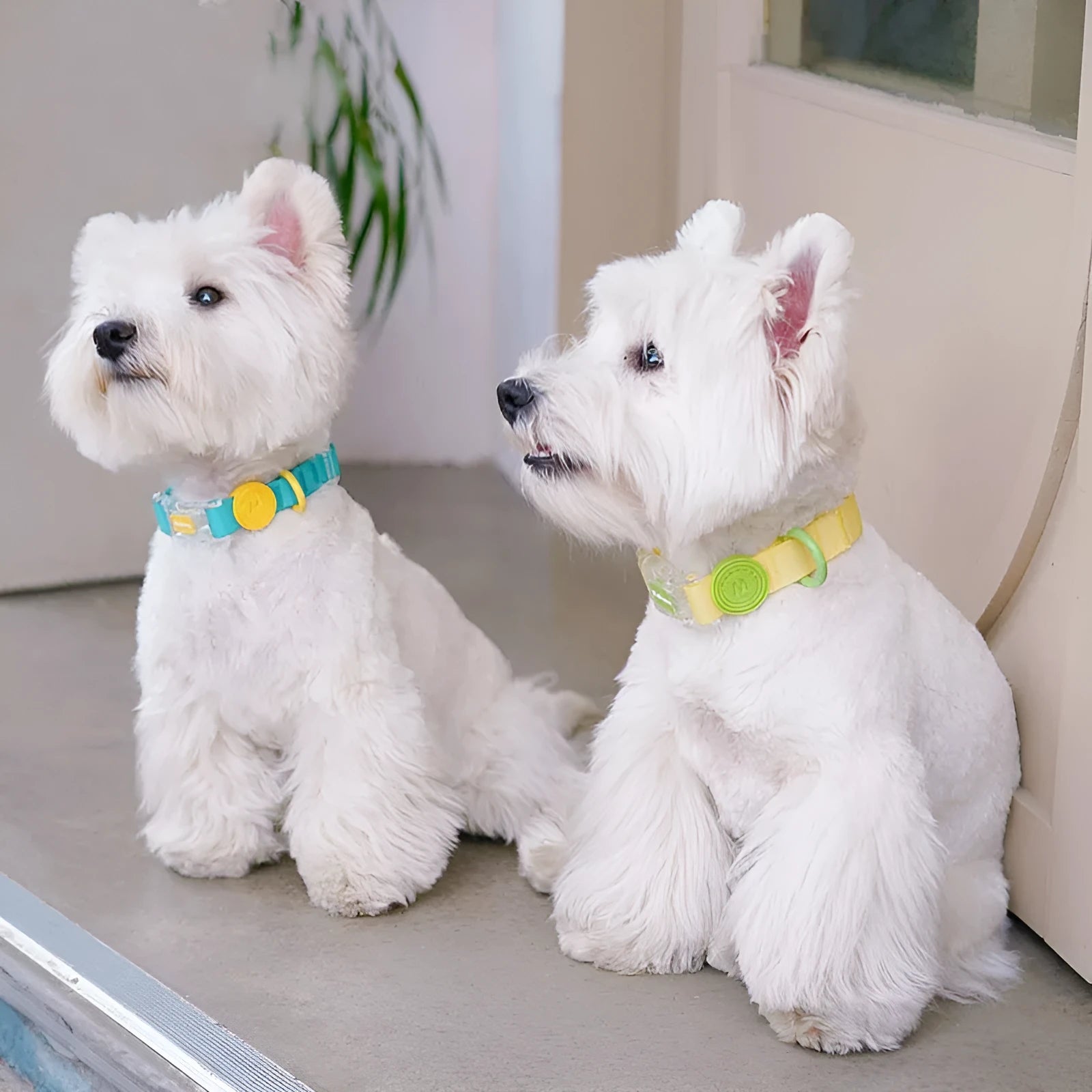 Nylon dog collar and hand holding rope set in smoky gray and lemon yellow colour options on white background