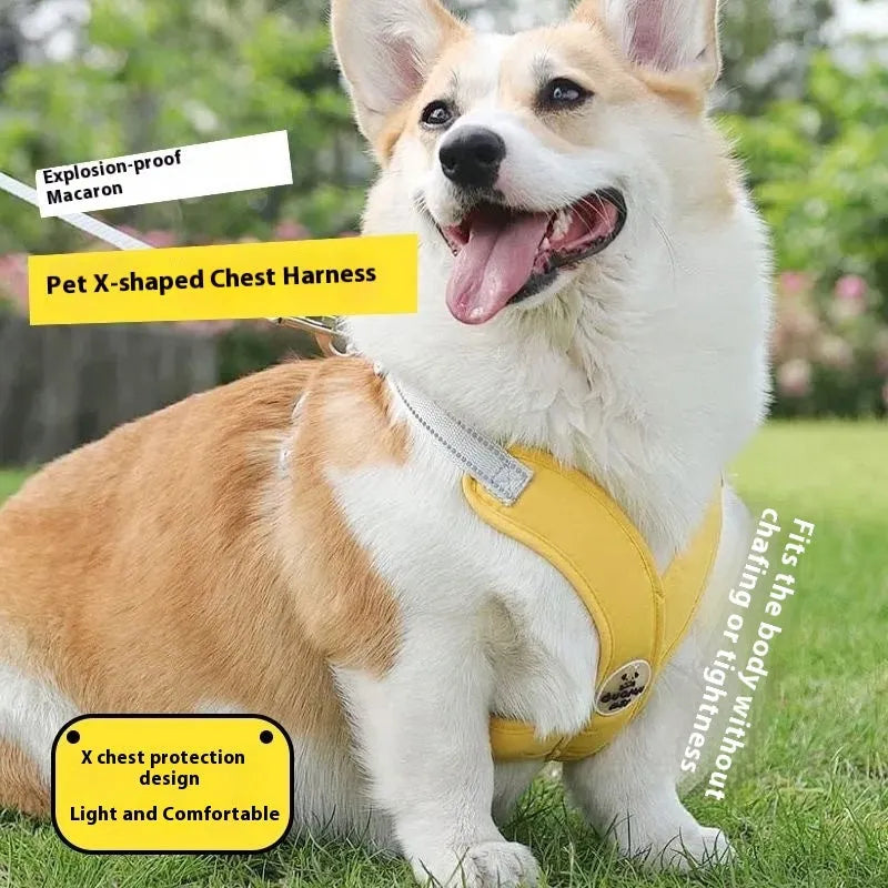Polyester dog vest with attached hand holding rope in blue colour on size medium