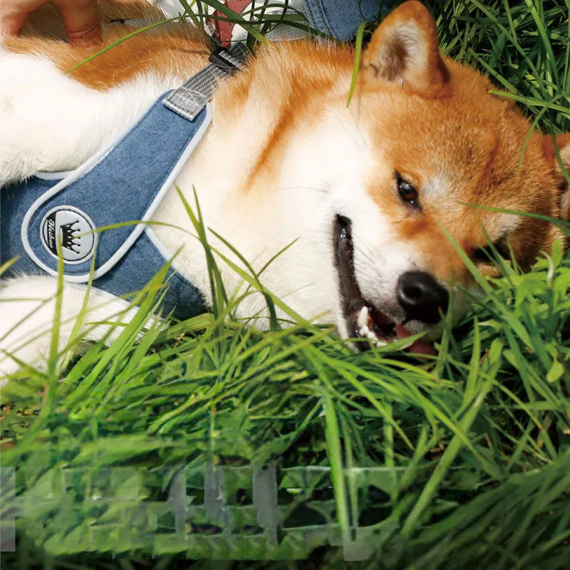 Adjustable dog harness in breathable mesh fabric with metal D-ring and attached leash.