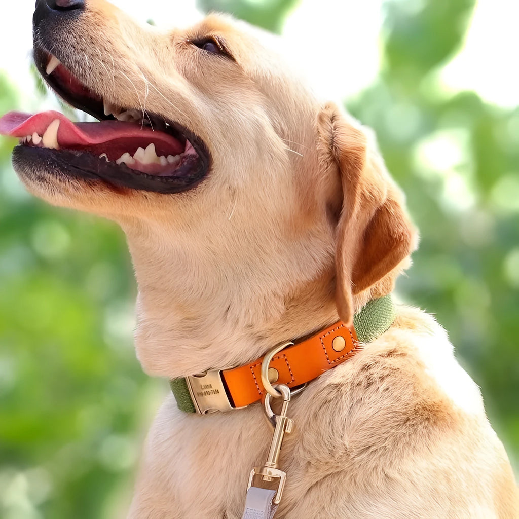 Small dog mohair collar and matching traction rope set in green, shown on a size chart.