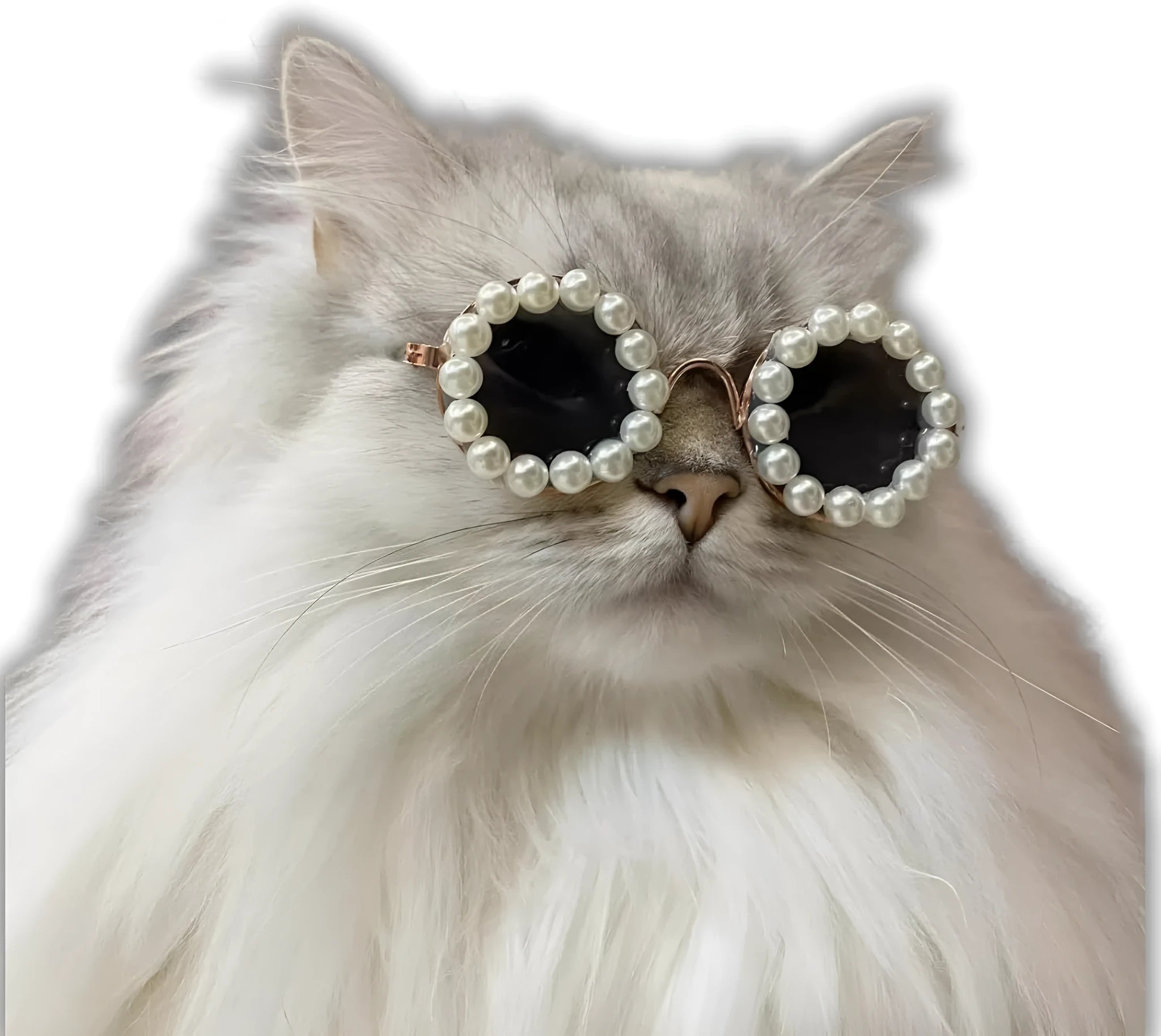 Pearl-rimmed round sunglasses on a cat or dog, shown in blue, black, coffee, orange, and purple colour options.