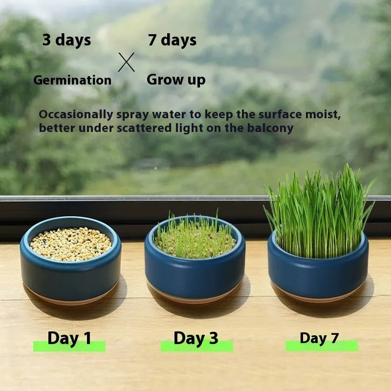 Hydroponic cat grass growing kit with seeds and blue, green, or yellow cup for soilless indoor cultivation