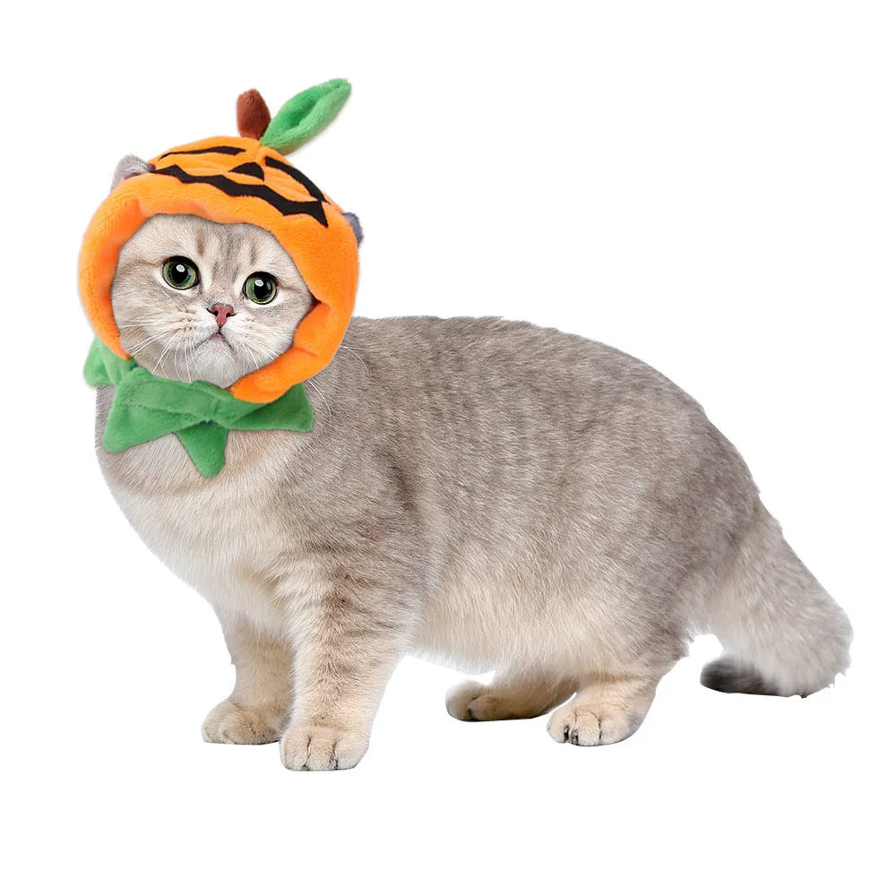 Orange plush pumpkin-themed cloak and hat costume on a dog for Halloween.