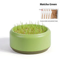 Hydroponic cat grass growing kit with seeds and blue, green, or yellow cup for soilless indoor cultivation