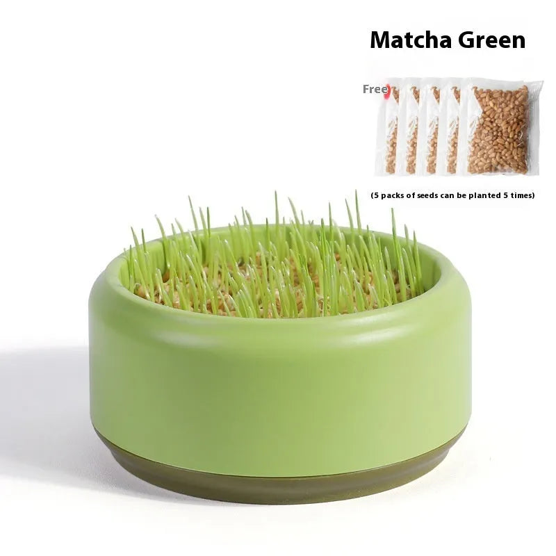 Hydroponic cat grass growing kit with seeds and blue, green, or yellow cup for soilless indoor cultivation