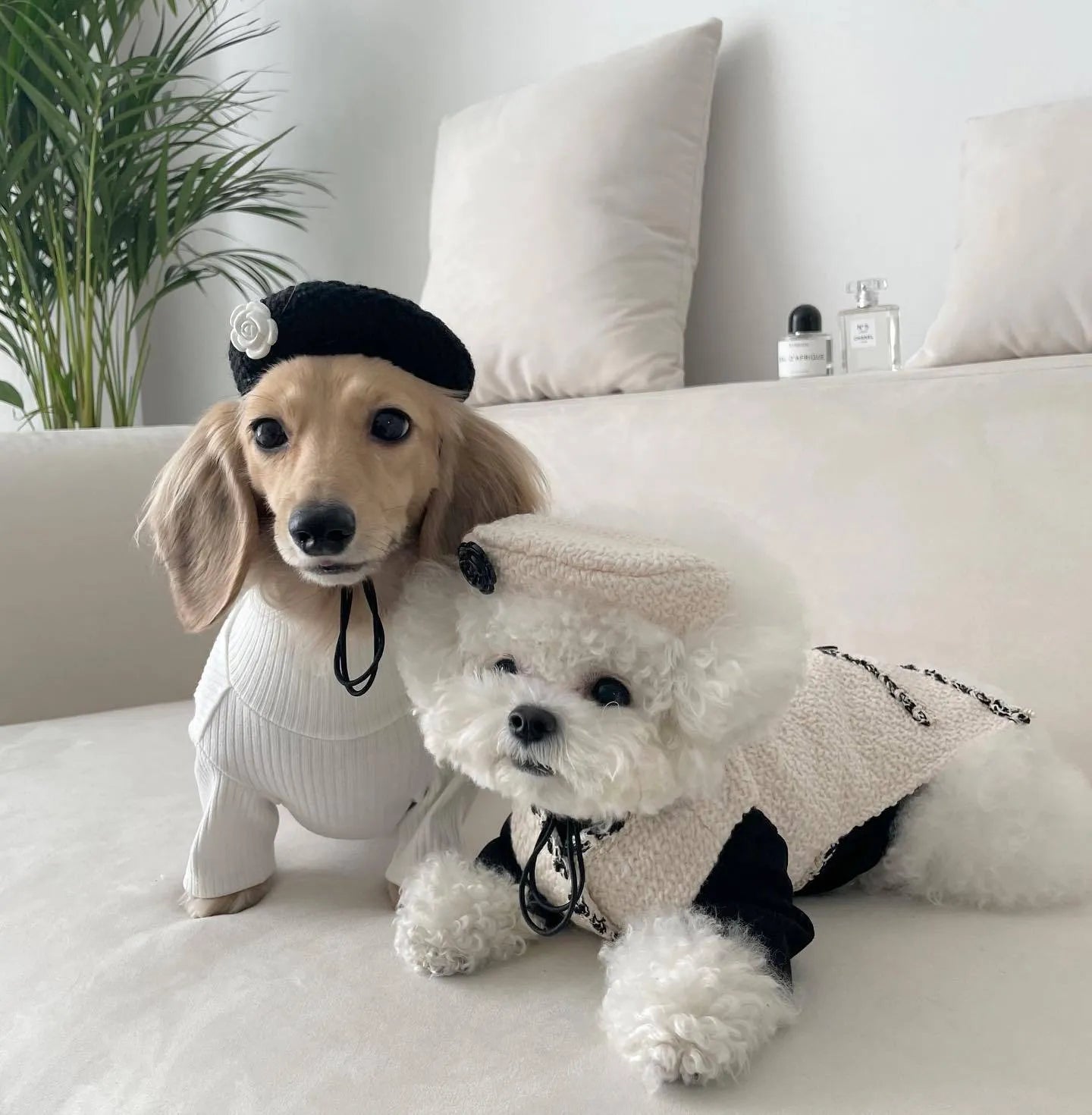 Pet dog cat knitted hat in beige for small pets with 40cm head circumference