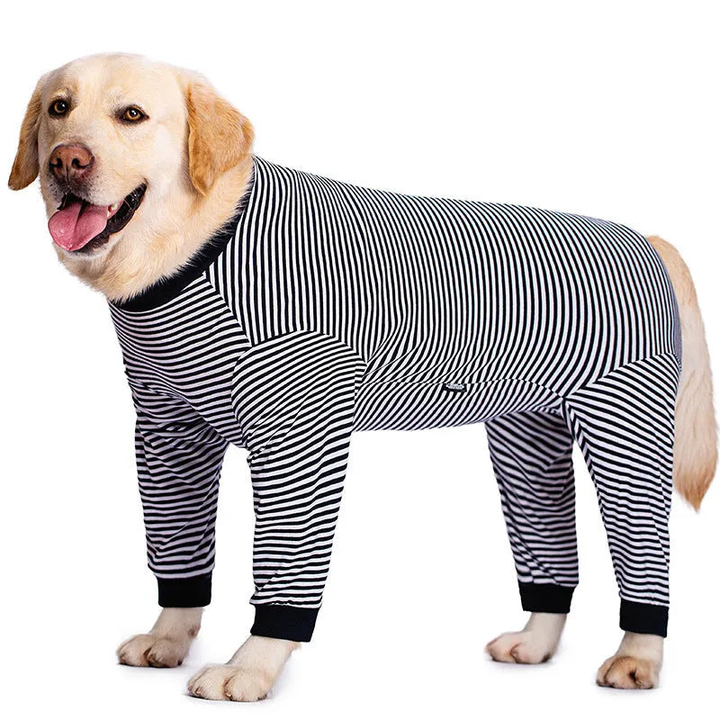 Four-legged striped dog shirt on golden retriever in sky blue colour